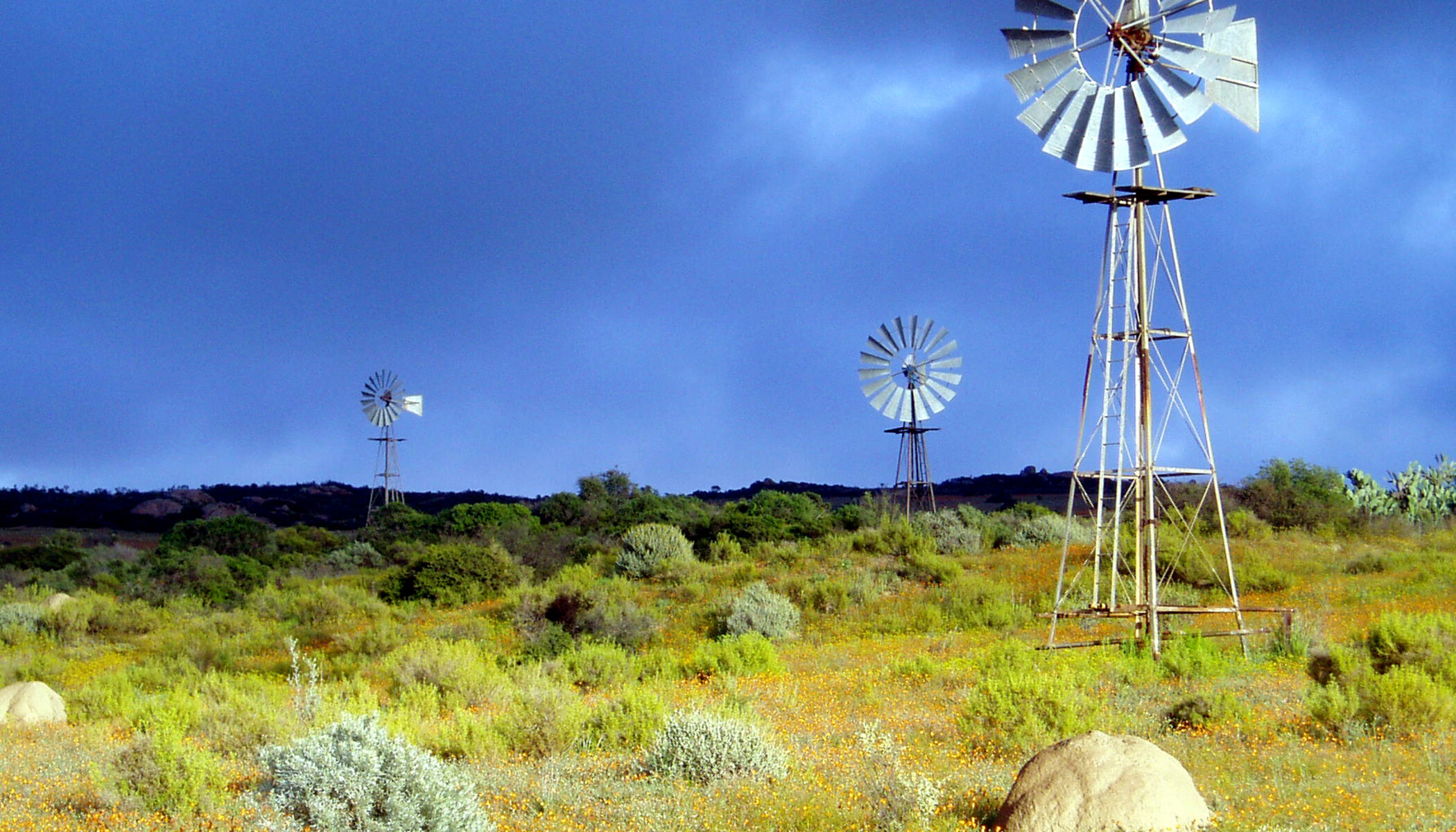 Three metal windpumps above spring wildflowers and low shrubs in Namaqua National Park, Northern Cape, South Africa.