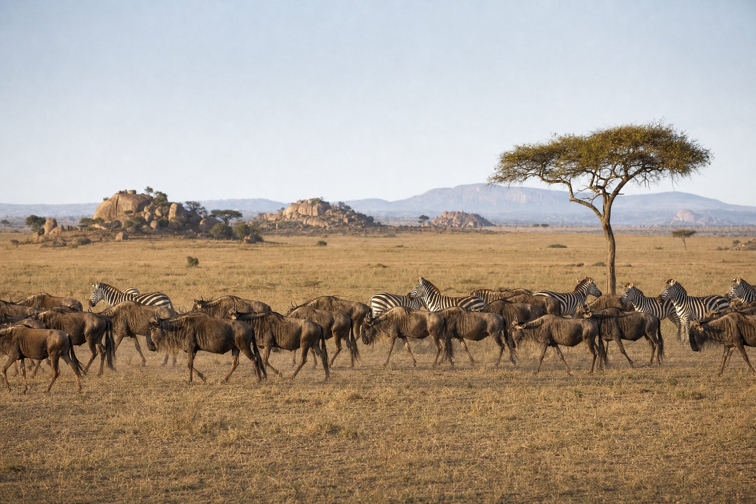 A line of wildebeest and zebra crossing golden short-grass Serengeti plains in low sunlight, with a lone flat-topped acacia tree at right, granite kopjes and a low escarpment on the horizon under a pale blue sky.