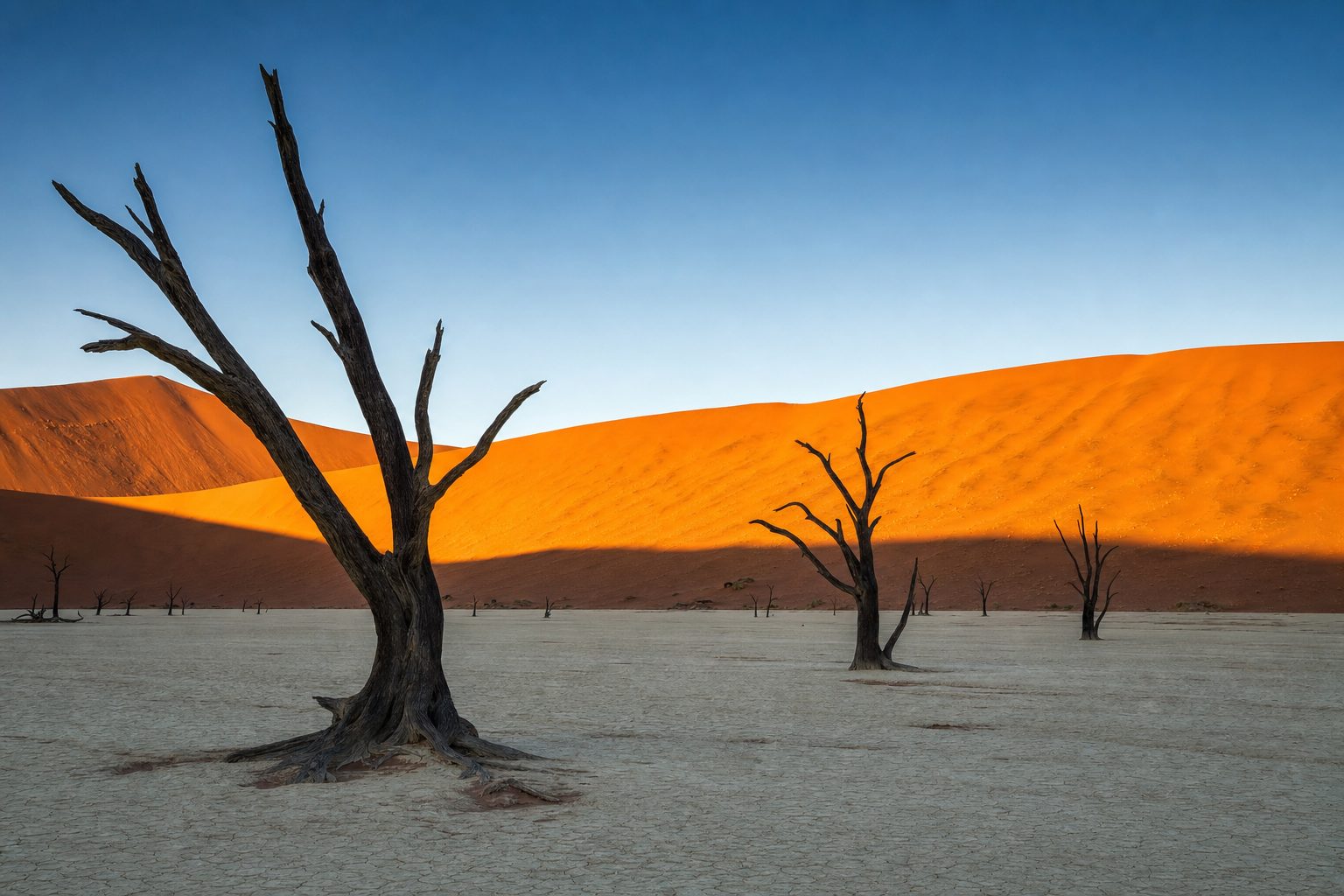 A white clay pan with dark leafless trees in the foreground, towering rust-orange dunes in the midground, and a clear pale-blue dawn sky above, with no people or vehicles.