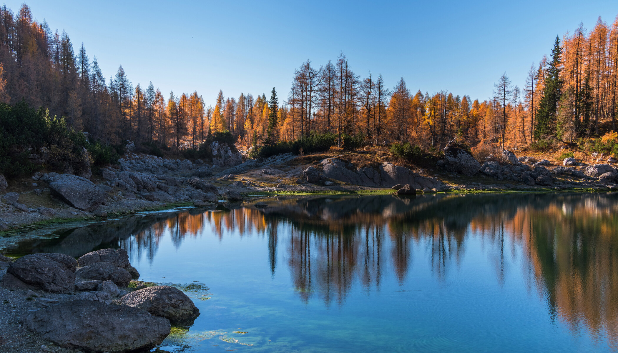 A still alpine lake reflects golden larch trees and pale limestone rocks in Slovenia’s Triglav Lakes Valley under a clear blue sky.